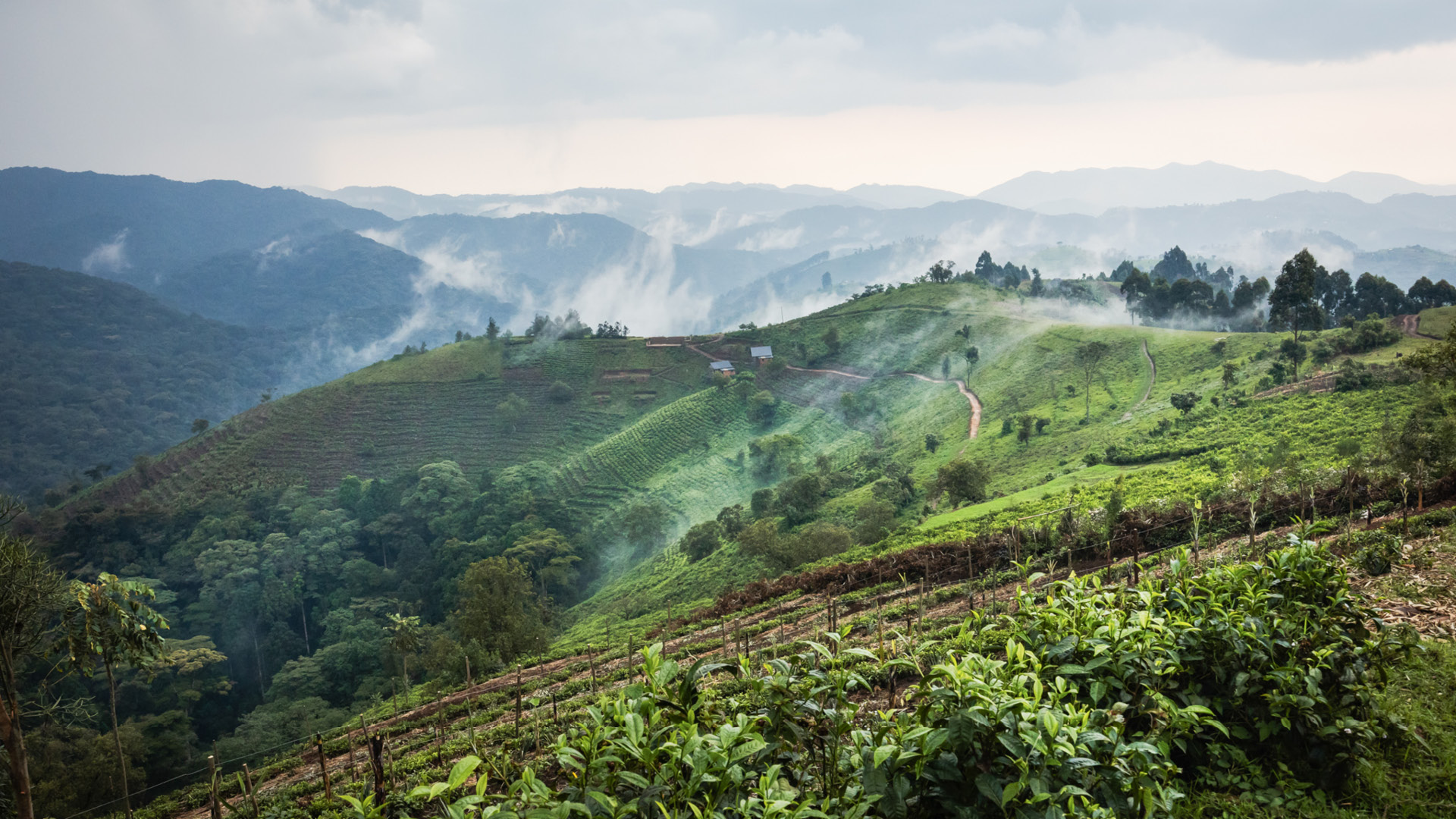 Vue sur la forêt impénétrable de Bwindi, collines d'Erebero, Ouganda
