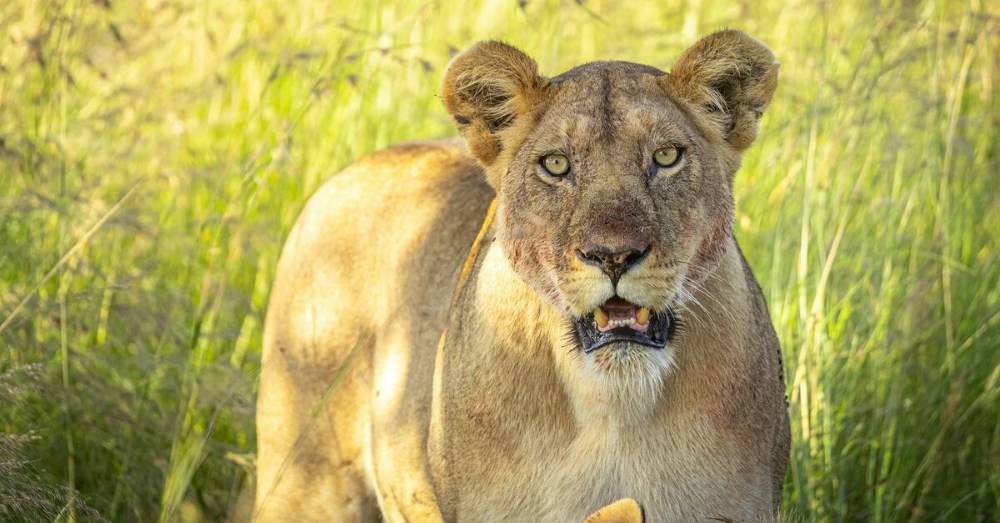 Un lion dans le nord du Serengeti, en Tanzanie