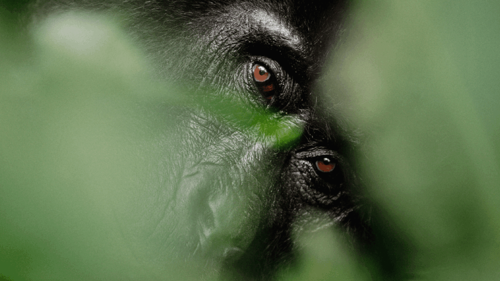 Gorille de Bwindi en Ouganda entre les feuilles