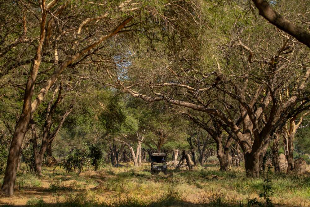 La riche biodiversité des zones humides d'Usangu, parc national de Ruaha, Tanzanie.