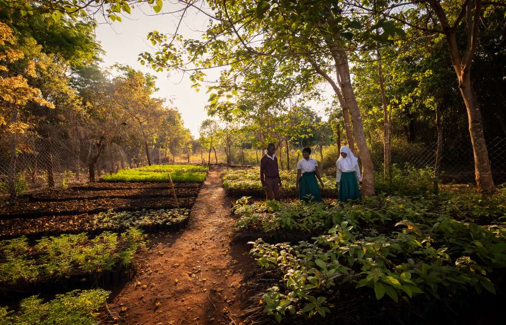Enfants dans la pépinière de semis, sud de la Tanzanie
