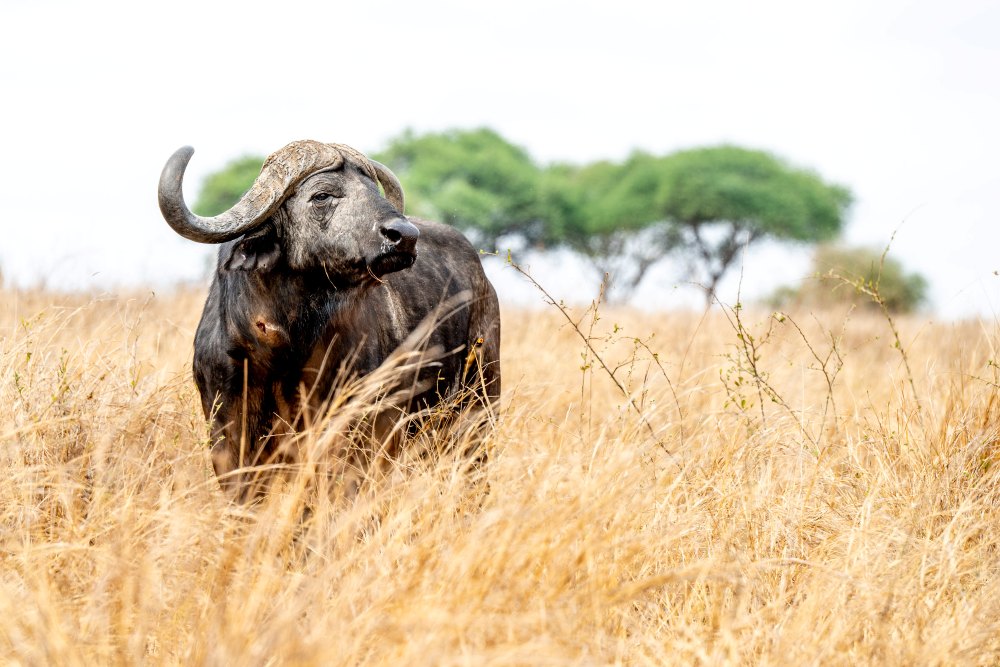 Un buffle solitaire dans les plaines herbeuses du parc national de Tarangire, en Tanzanie