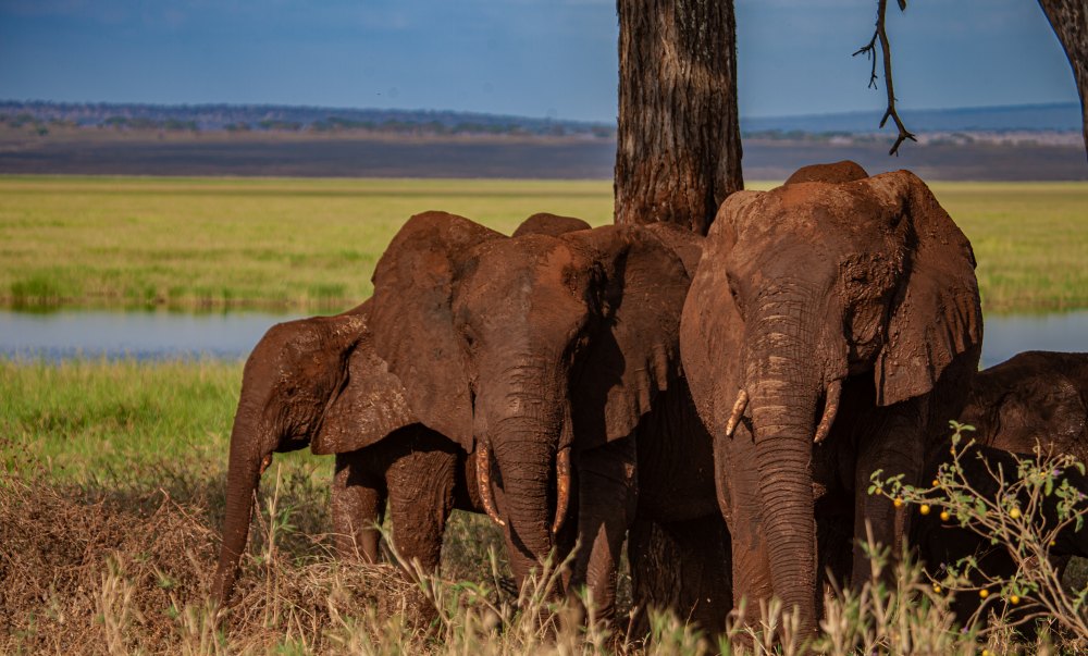 Éléphants dans le parc national de Tarangire, en Tanzanie.