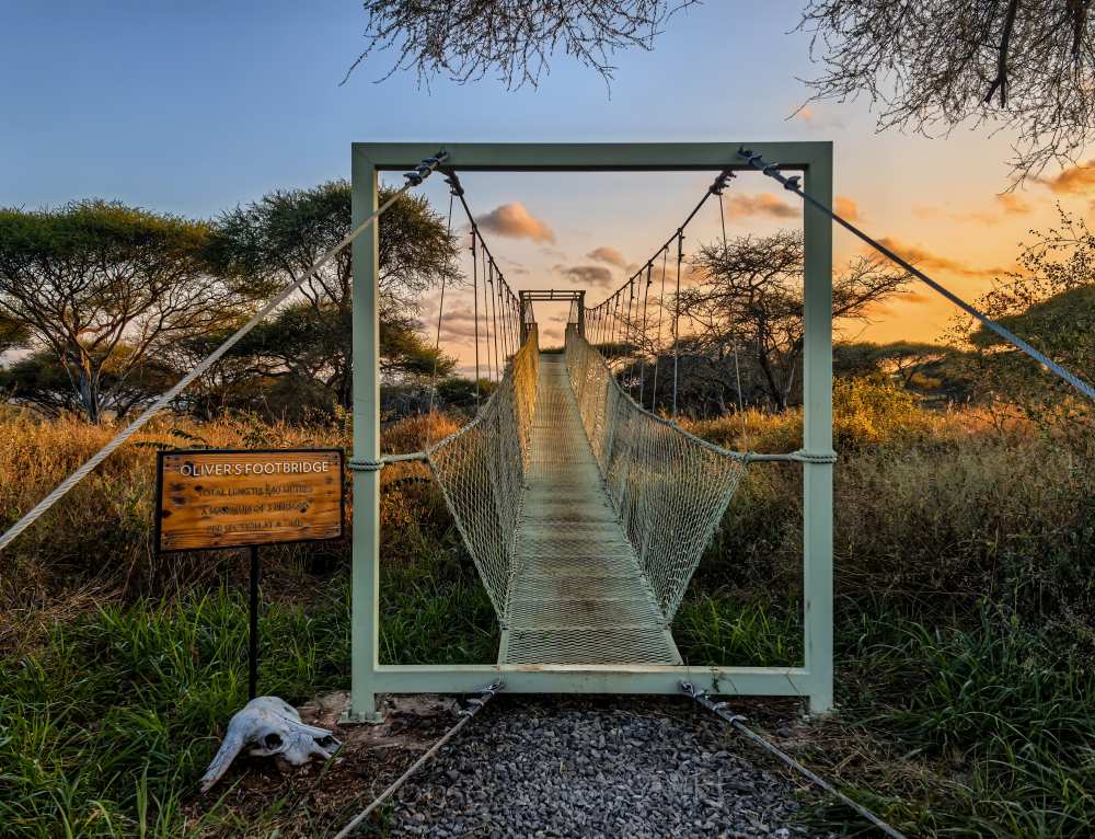 La passerelle d'Oliver, Oliver's Camp, Parc National de Tarangire.