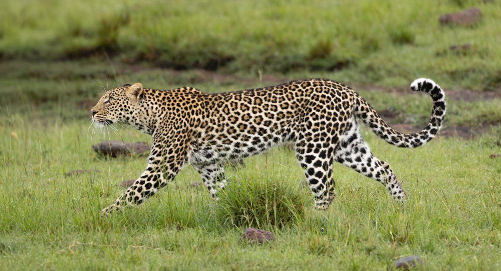 Un léopard dans la réserve Mara Naboisho, au Kenya.