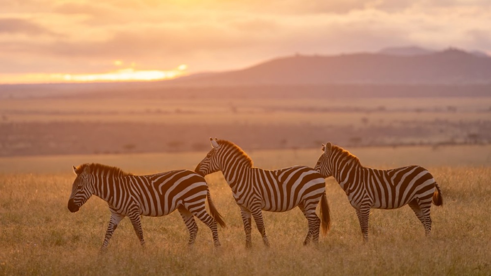 Zèbres dans les plaines ouvertes du Mara Naboisho Conservancy, Kenya.