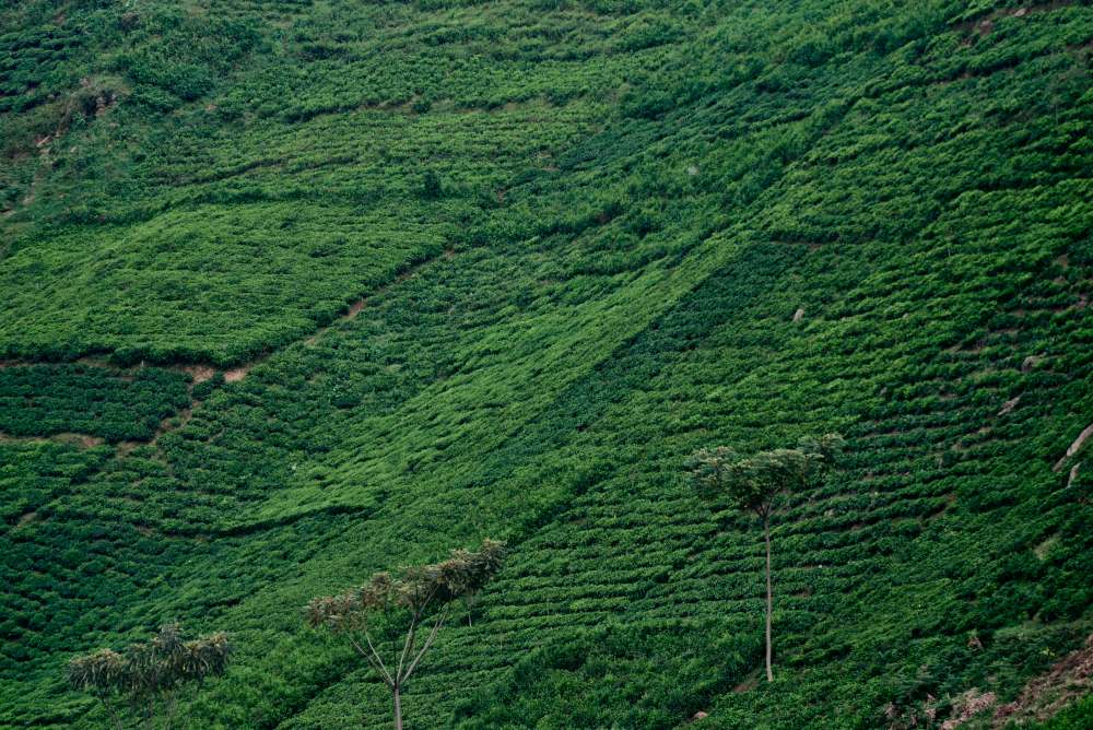 Les plantations de thé couvrent les collines de l'Ouganda.