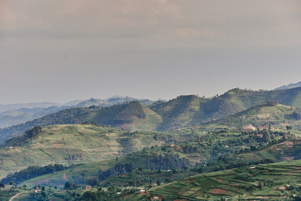 Les pentes de toutes les collines environnantes sont toutes utilisées par l'agriculture en Ouganda.