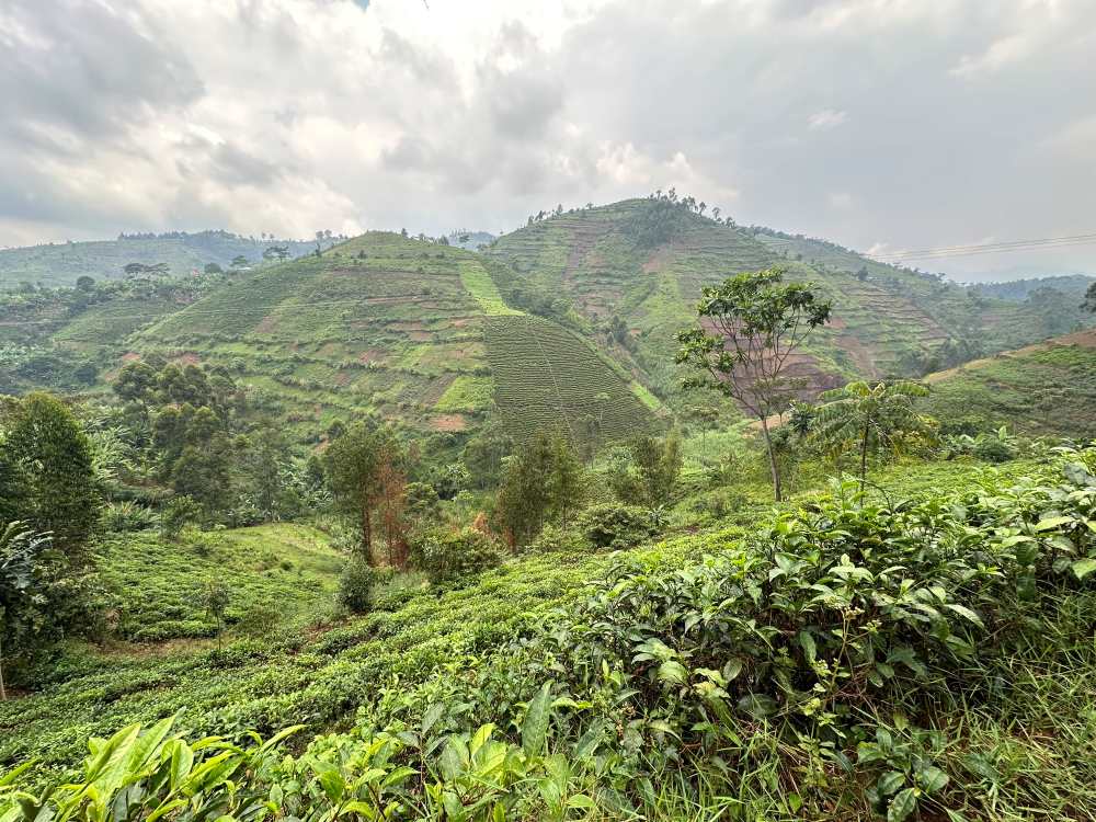 Les plantations de thé couvrent les collines de l'Ouganda.