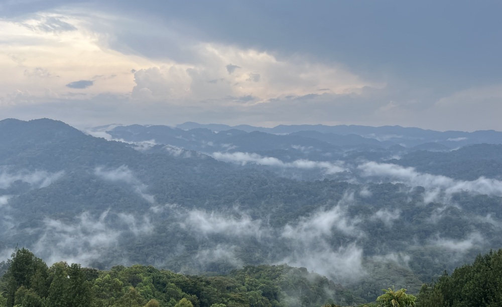 La brume s'accroche aux collines denses de la forêt impénétrable de Bwindi, en Ouganda