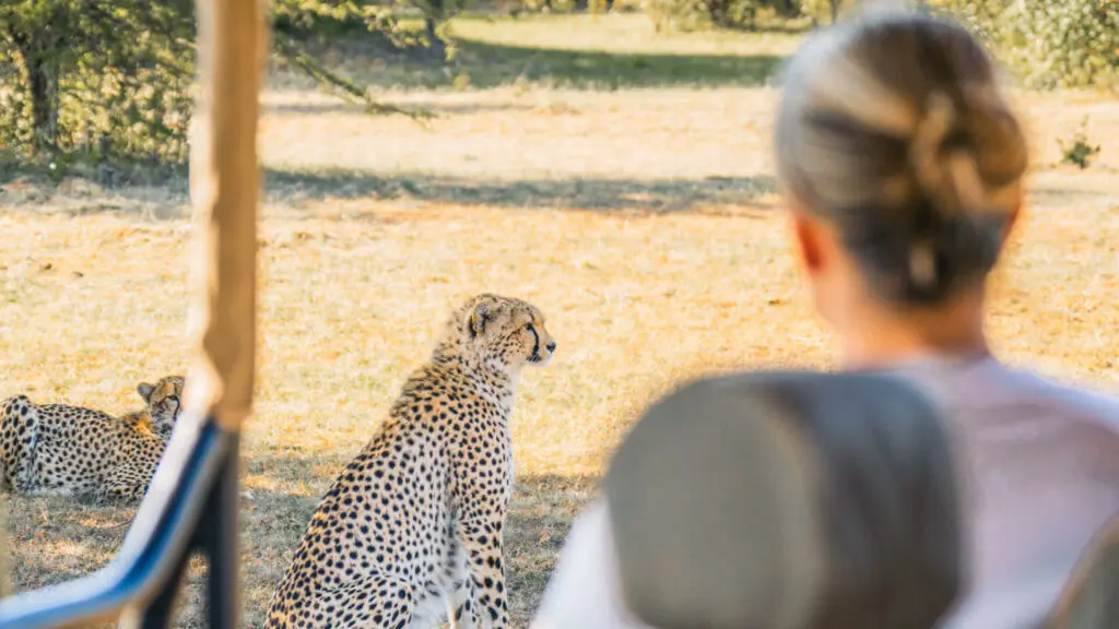 Invité au plus près d'un guépard lors d'un safari dans le Serengeti