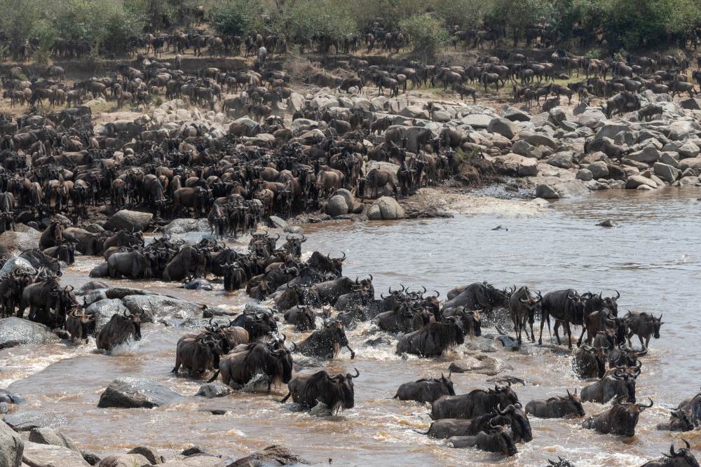 Des troupeaux de gnous traversant la rivière Mara, dans le nord du Serengeti, en Tanzanie.