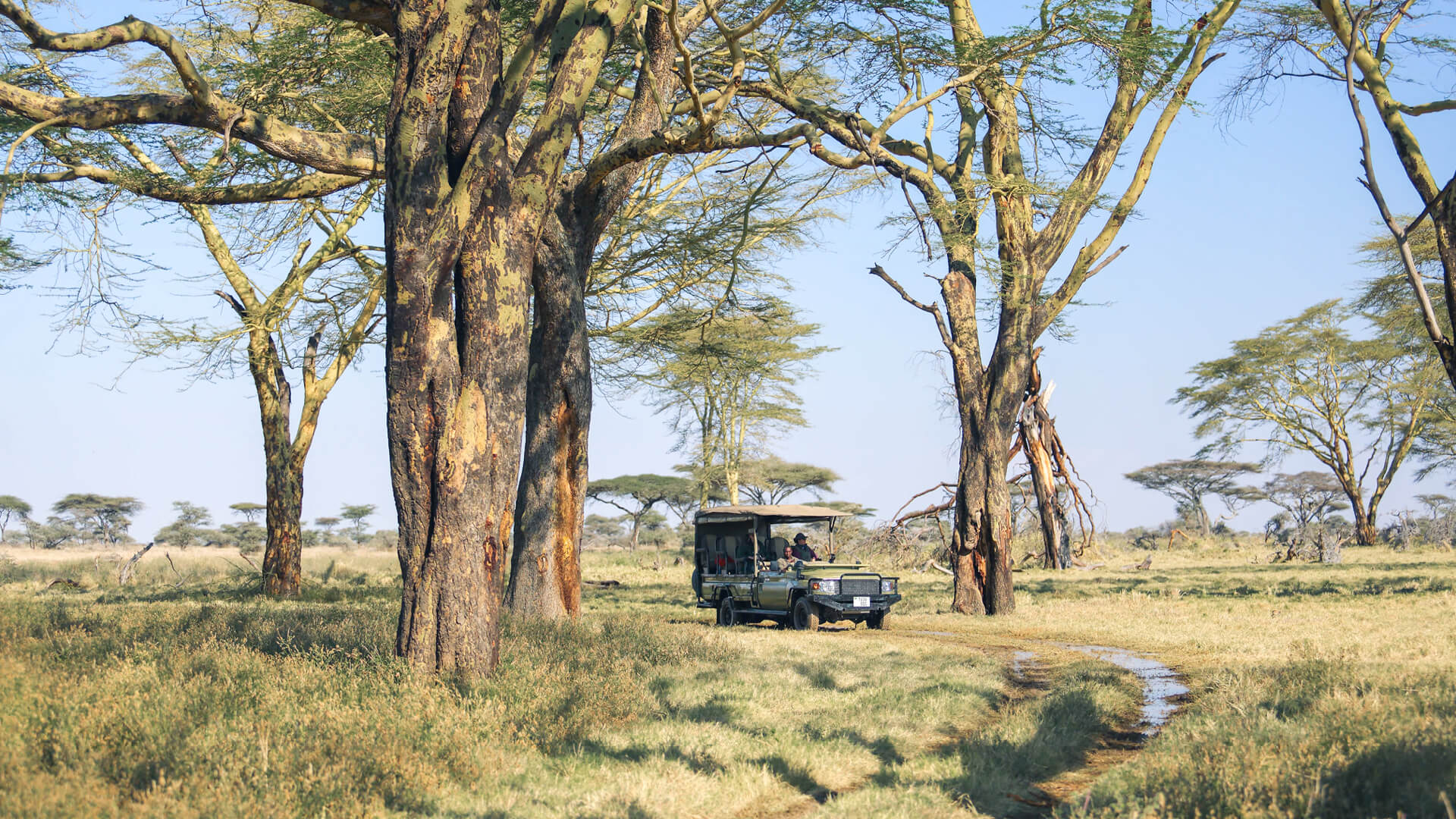 Plaines de Namiri, parc national du Serengeti, activité, invités en safari à travers de grands arbres sur un chemin