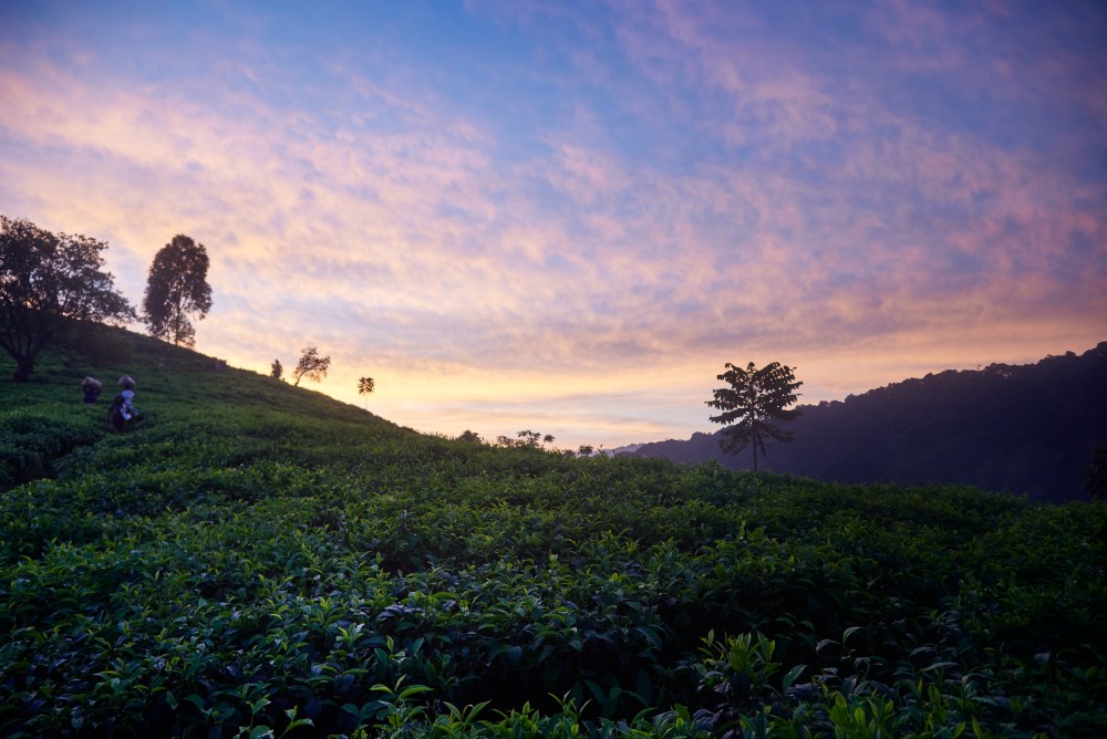Les collines entourant les collines d'Erebero, en Ouganda