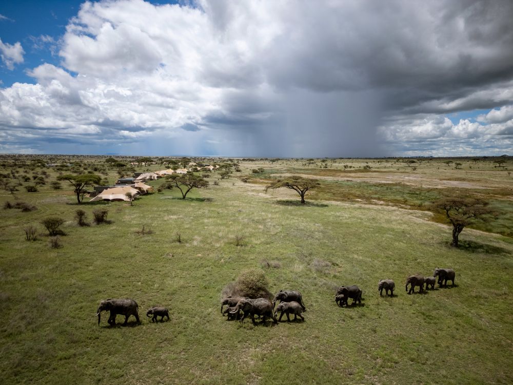 Une famille d'éléphants passe devant les plaines de Namiri, parc national du Serengeti.