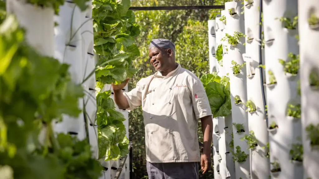 Un chef inspecte les légumes-feuilles poussant dans des tours de jardin verticales au sein d'un jardin de camp luxuriant et durable.