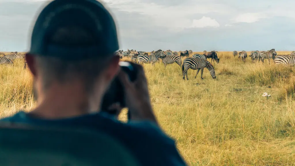 Un photographe prend la photo d'un troupeau de zèbres