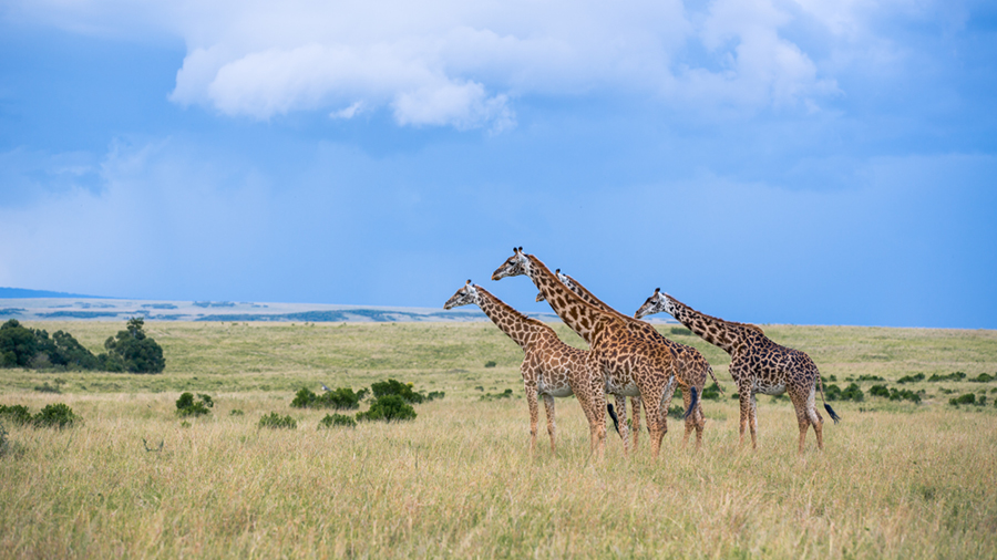 Ciel pluvieux sur un groupe de girafes, Kenya