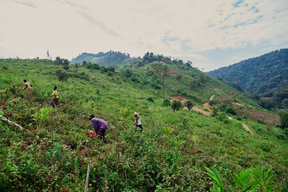Dégagement des pentes de thé et plantation d'arbres indigènes, collines d'Erebero, Ouganda