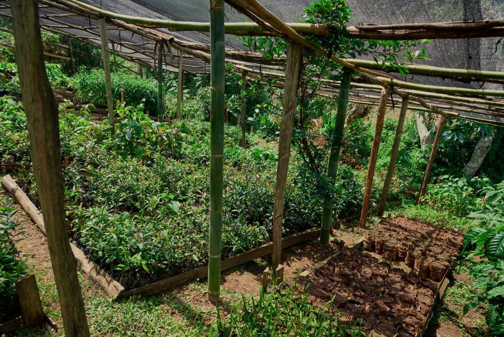 Une pépinière de jeunes arbres pour le projet de reboisement, Erebero Hills, Ouganda.
