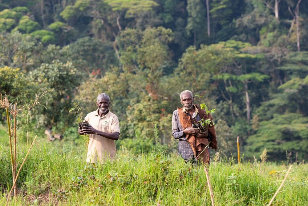 Plantation d'arbres sur les collines d'Erebero, forêt impénétrable de Bwindi, Ouganda.
