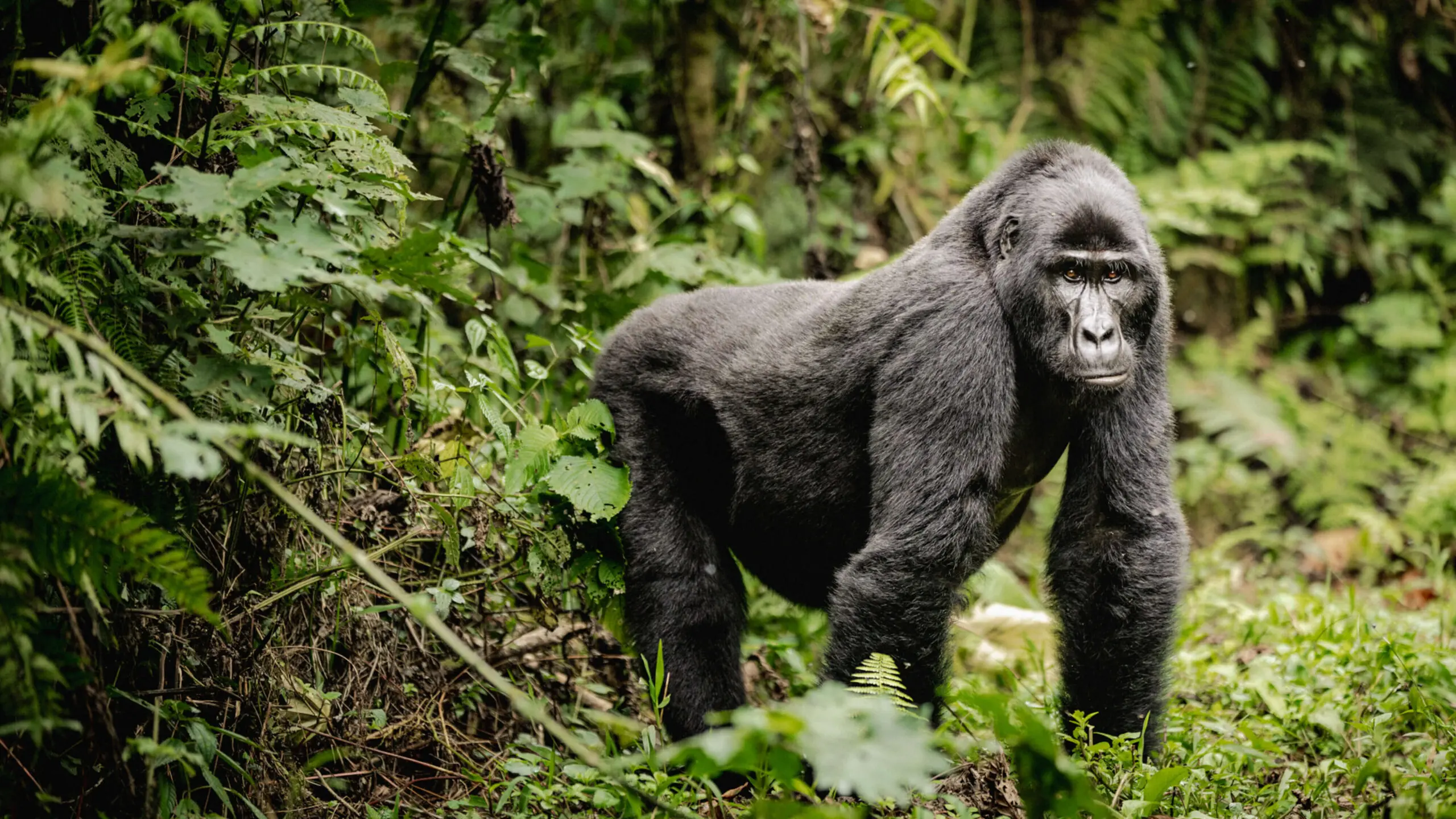 gorille regardait la caméra dans la forêt impénétrable de Bwindi en Ouganda