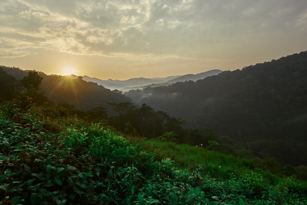 Vues sur la forêt impénétrable de Bwindi depuis les collines d'Erebero, en Ouganda.