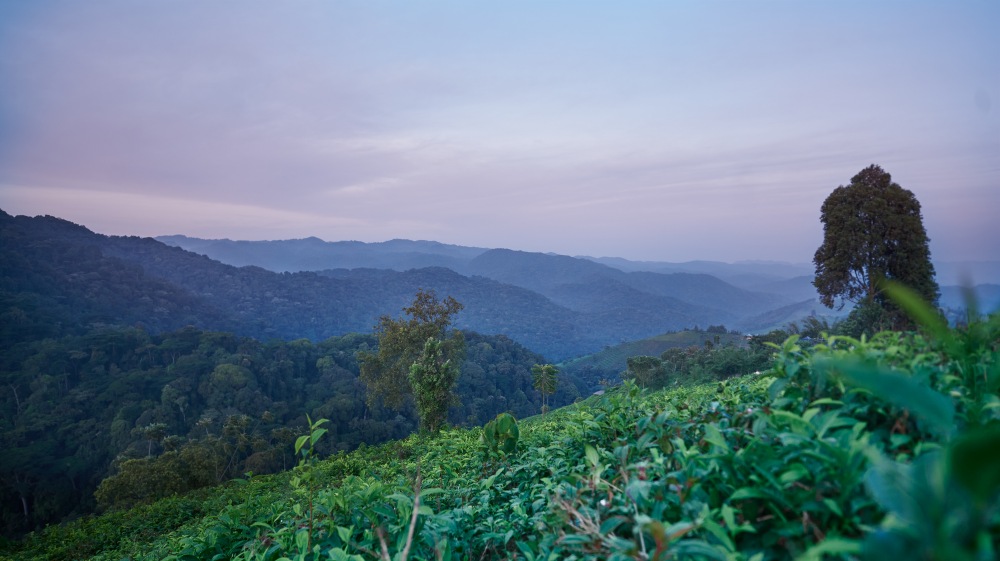 La vue depuis les collines d'Erebero, en Ouganda