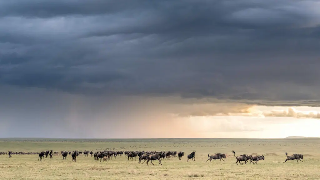 Un ciel d'orage sur les plaines infinies du Serengeti où errent les gnous