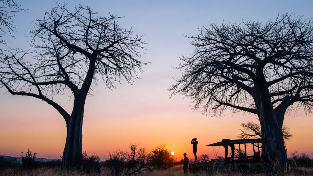 Camp Kokoko, parc national de Ruaha, faune, invité debout sur le véhicule avec des jumelles au coucher du soleil, arbres et buissons nus