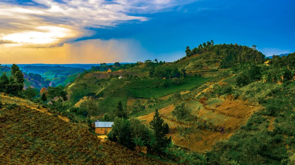 Paysages luxuriants en terrasses des villages locaux en Ouganda