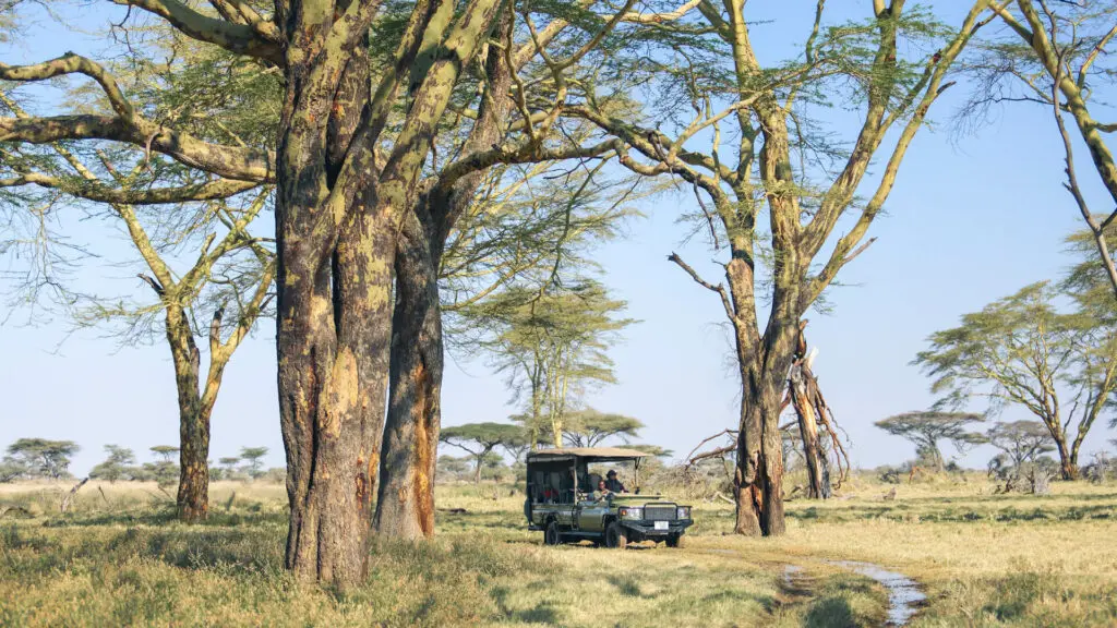 Un guide privé dirige un véhicule de safari à travers les arbres
