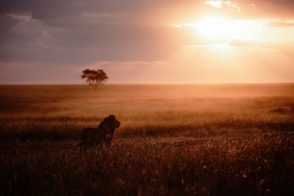 Un lion mâle dans la lumière matinale du parc national du Serengeti.