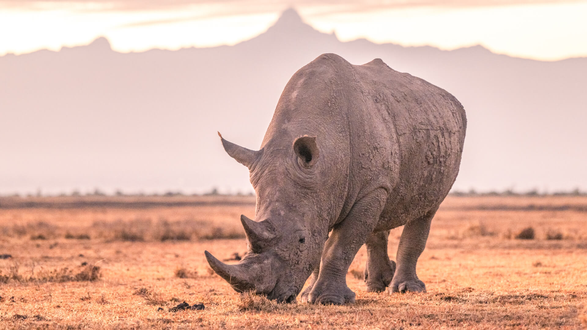 Un rhinocéros broute des safaris de conservation