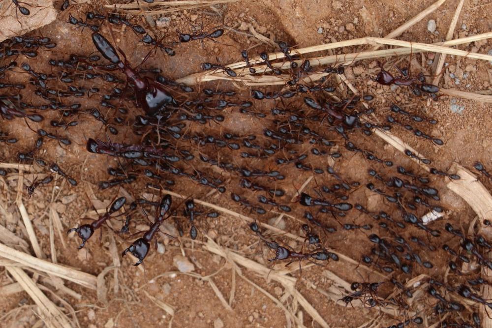 Une colonne de fourmis safari, Ouganda, Afrique de l'Est.