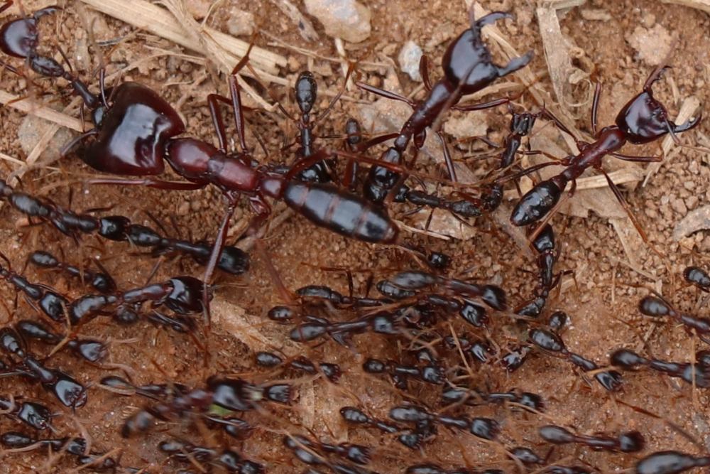 Structure au sein de la colonne de fourmis, Ouganda, Afrique de l'Est.