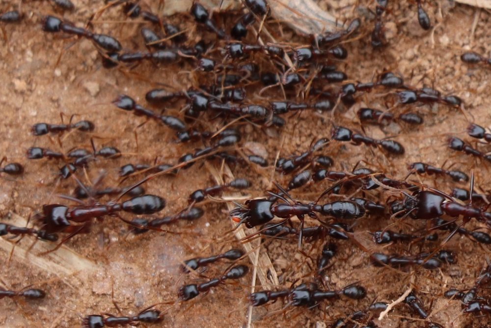 Les différentes tailles de fourmis ouvrières, Ouganda, Afrique de l'Est.