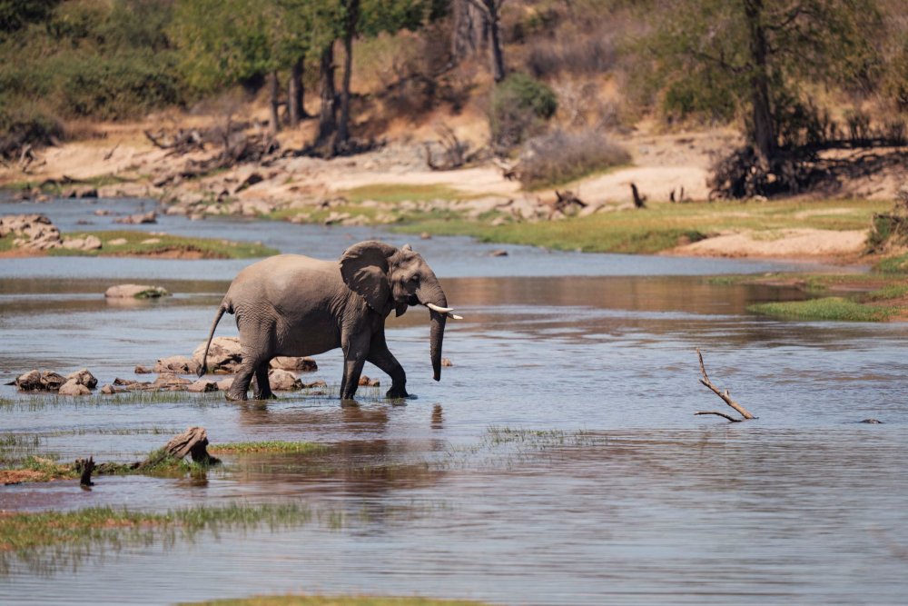 Un éléphant traversant une rivière dans le parc national de Ruaha, en Tanzanie.
