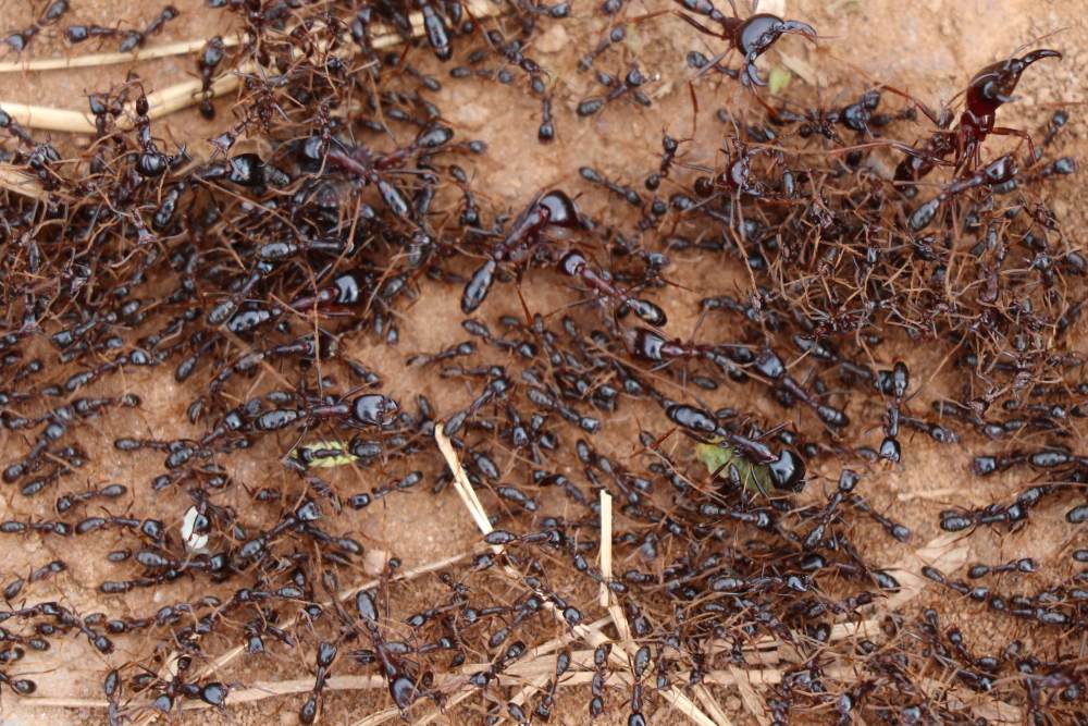 Une colonne de fourmis safari, Afrique de l'Est.