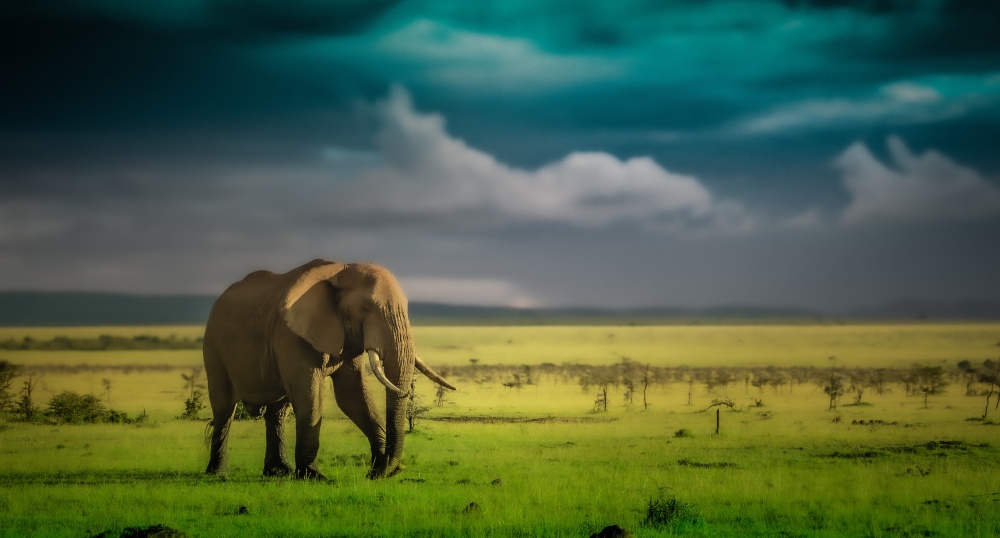 Un éléphant solitaire dans la réserve Mara Naboisho, Kenya
