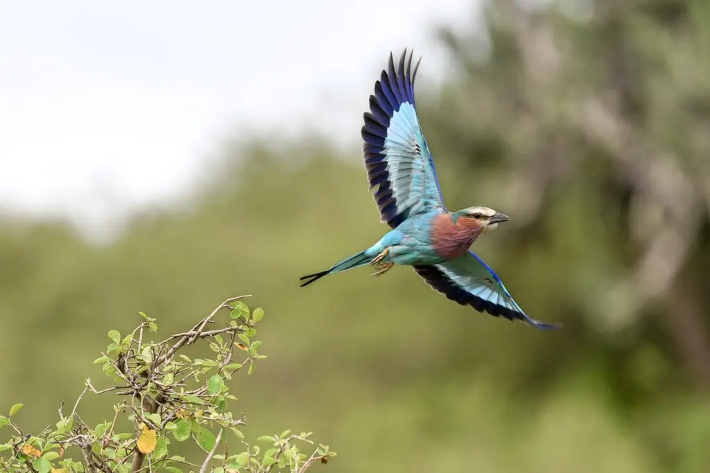 Un oiseau bleu rare vole dans les airs