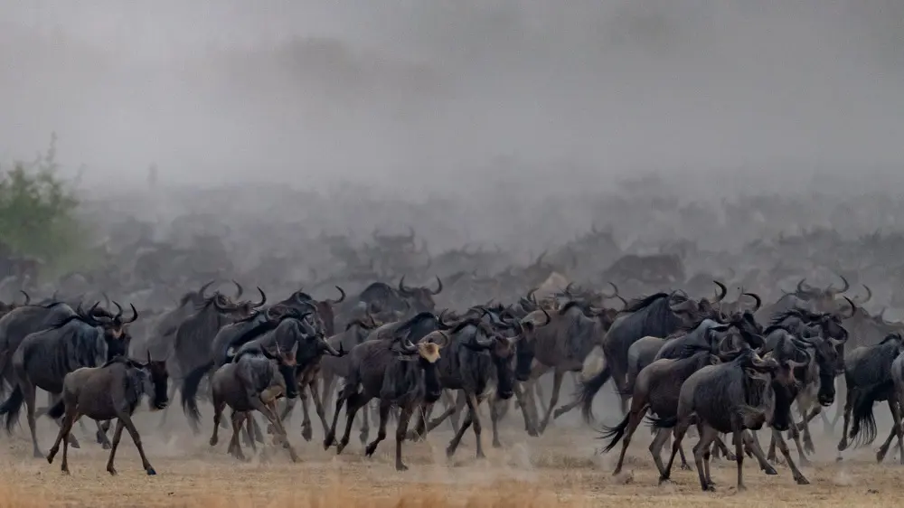 Un troupeau migrateur de gnous, parc national du Serengeti, Tanzanie.