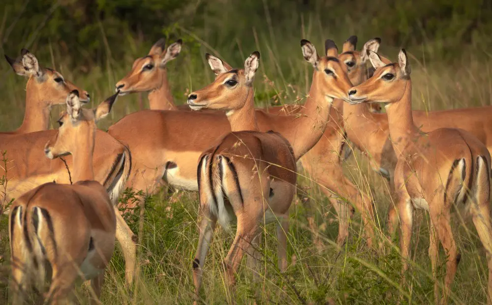Un troupeau d'impalas à l'affût, en Tanzanie.