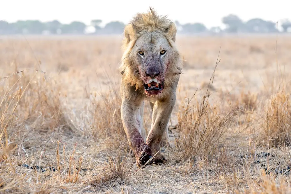 Lion mâle dans le parc national de Tarangire, Tanzanie.
