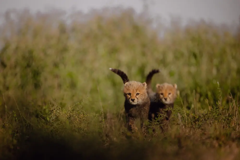 Des guépards, le parc national du Serengeti, en Tanzanie.