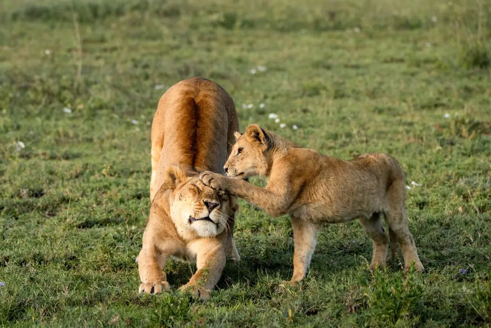 Un lionceau patte sa mère, Parc national du Serengeti, Tanzanie.
