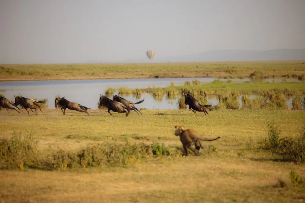 Un lion chassant les gnous, plaines de Namiri, parc national du Serengeti, Tanzanie