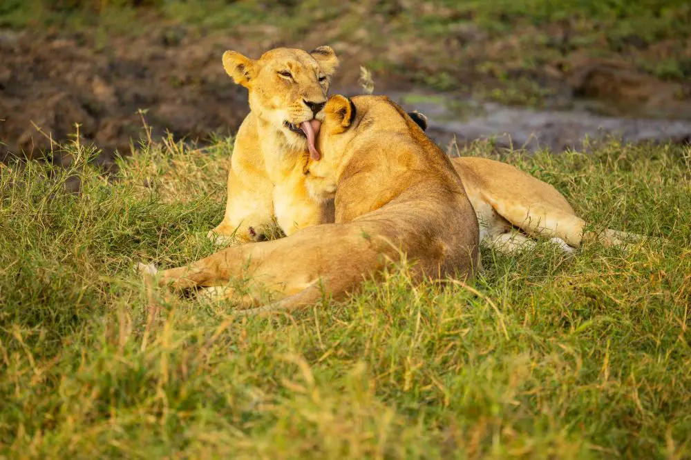 Lions se relaxant dans le parc national de Ruaha, en Tanzanie.