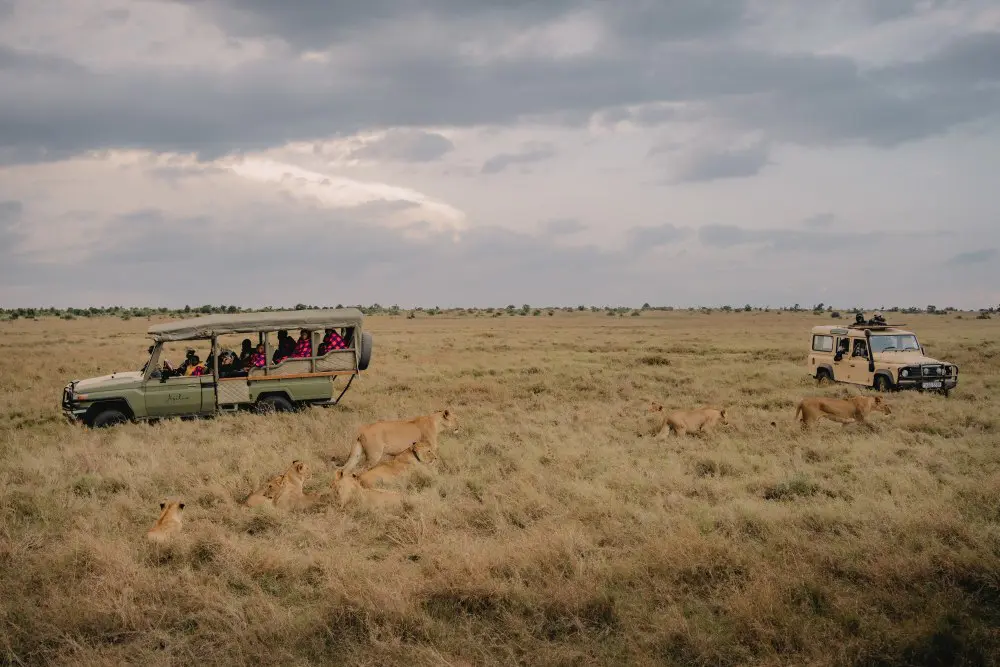 Des enfants observent une troupe de lions dans la réserve Ol Pejeta, au Kenya.