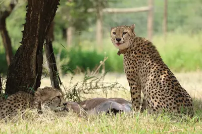 Cheetahs reintroduced to Eswatini
